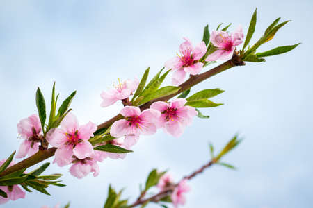 Pink peach flowers on the blue sky backgroundの写真素材