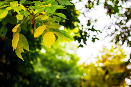 Leaves, which begin to turn yellow, on the branches of a tree. The beginning of autumnの写真素材