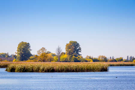 River with thickets of cane and trees under the blue skyの写真素材