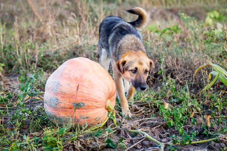 A dog near a pumpkin on field farm in the fallの写真素材