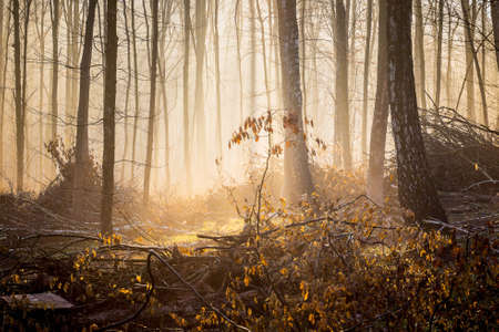 Autumn forest in the morning in misty weather. Sunlight penetrates through the mist in the woodsの写真素材