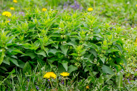 A bush of nettles among the green grass in the background of trees