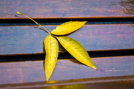 Yellow wet leaf of ash on a bench in the park in the fall in the rainy weather