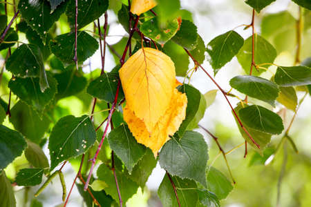 The first yellow leaves on the birch. Early autumn in the woodsの写真素材