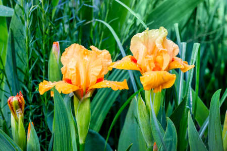 Orange irises among dense greenery. Spring and summer flowersの写真素材