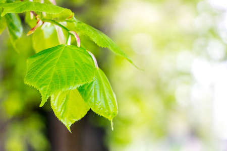 Young green fresh leaves of linden on a light background. Copy spaceの写真素材