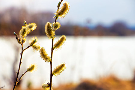 Willow earring (catkin) on the background of the river. Willow flowering