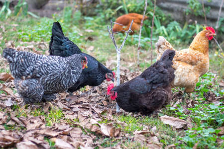 Chickens in the farm garden in the fall. Breeding chickensの写真素材