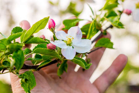 A man holds a branch of apple with a flower and buds in his hand. Admire nature and flowersの写真素材