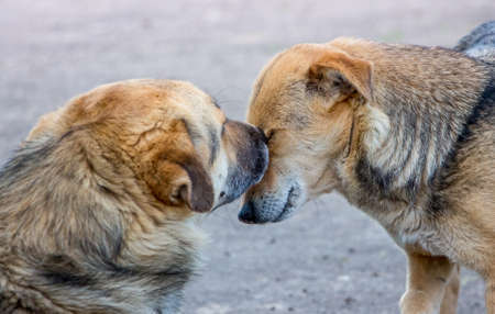 Two dogs near each other. Manifestation of love and compassion among animalsの写真素材