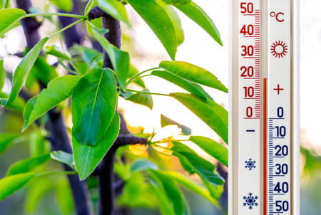 The thermometer on the background of the pear leaves shows a temperature of plus 20 degrees. Summer...