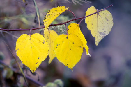 Branch with yellow autumn leaves on a dark background