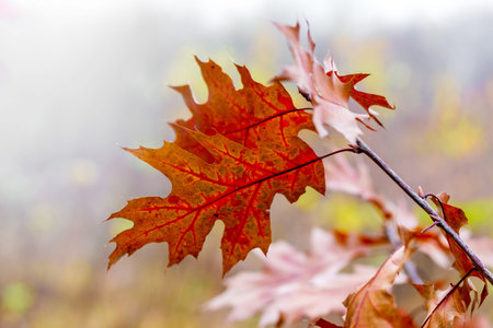 Branch with bright autumn leaves of red oak on a light backgroundの写真素材
