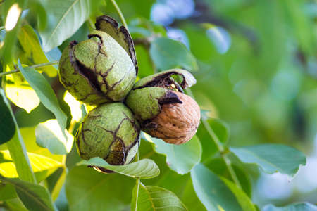 Nuts on a tree with a cracked shell during maturationの写真素材