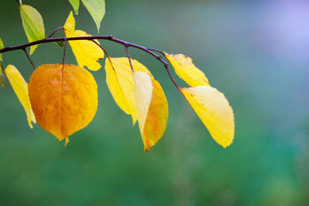 Branch with yellow autumn leaves on a green background in sunny weatherの写真素材
