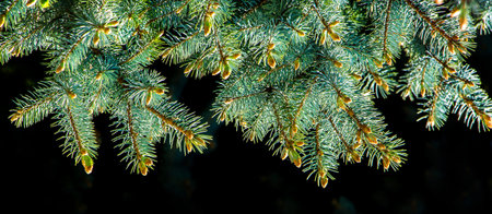 Branch of Christmas tree with fresh green needles on black isolated background