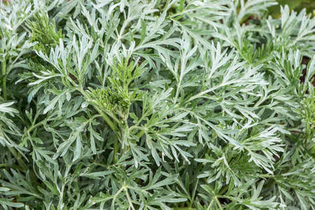 Small leaves of wormwood, top view. Wormwood is a medicinal plantの写真素材