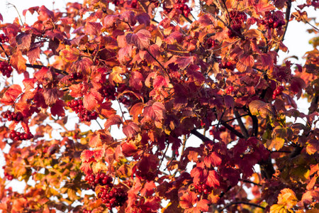 Red leaves and berries of guelder rose, background for design