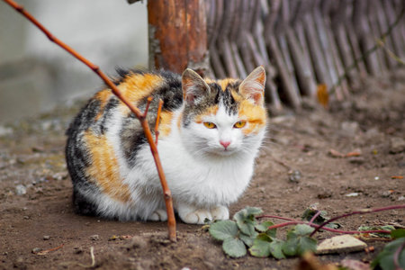 A white cat with black and orange spots sits on the ground in the garden