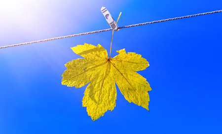 Yellow autumn maple leaf hanging on a cord to dry clothes against a background of blue sky in sunny weatherの写真素材