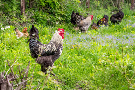 Cock and chickens among grass and flowers in the garden of the farmの写真素材