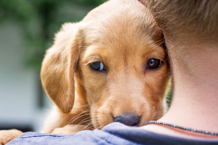 The boy holds the dog on the hands of a cocker spaniel breed, pressing it against him