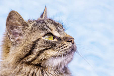 Portrait of a close-up in profile of a gray striped fluffy catの写真素材