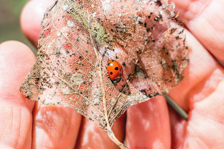 A woman holds in her hand a dry leaf on which the ladybug sits