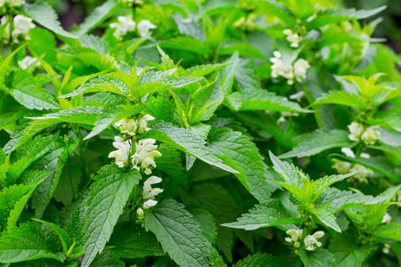 Dense thickets of nettle during her flowering