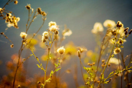 Weed with seeds on blurred background at sunset