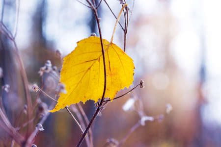 Dry yellow autumn birch leaf in dry grassの写真素材