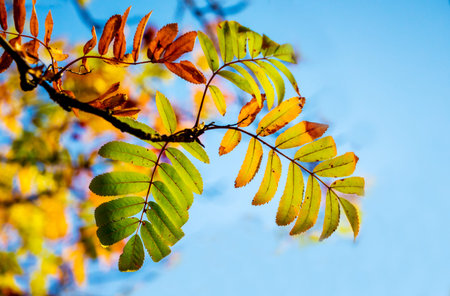 A branch of a mountain ash with multicolored autumn leaves on a background of a blue sky