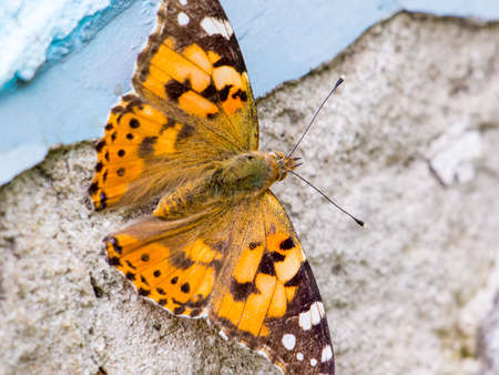 Orange with black spotted butterflies on the background of the wall with old cracked plasterの写真素材