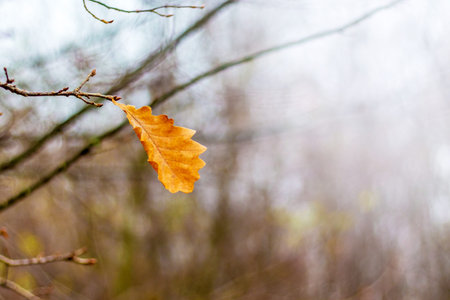 A solitary oak leaf on a tree branch in the autumn forest