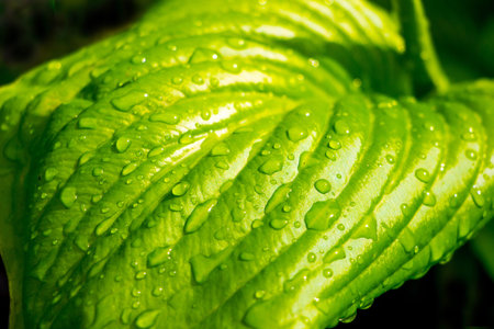 Drops of rain on the green leaf of the hosta