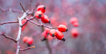 Red rose hips on a bare branch in the autumn forestの写真素材