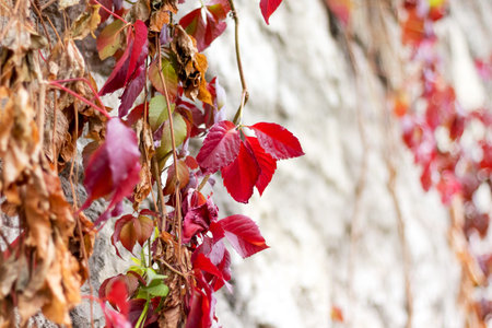 Red autumn leaves against the background of a white wall of an old building on a sunny day