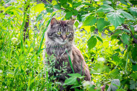 Gray fluffy cat in the garden among raspberry leavesの写真素材