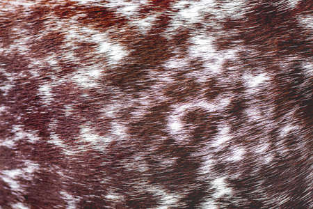 Texture of wool dog of breed German Shorthaired Pointer