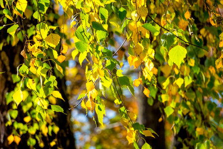 A background of multicolored autumn birch leaves in sunny weather