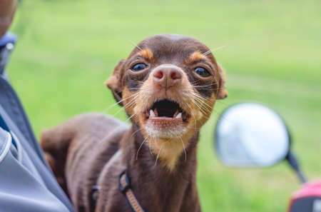 Small dog breed russian toy terrier in the hands of a man on a motorcycleの写真素材
