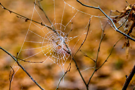 A cobweb on a bare branch in a forest with a blurred backgroundの写真素材