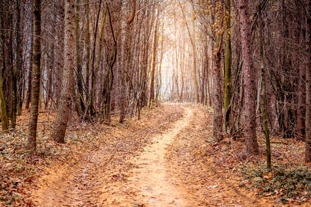 Soil road in the pine forest in the fall