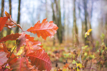 Orange dry leaves of red oak on the background of autumn leaves