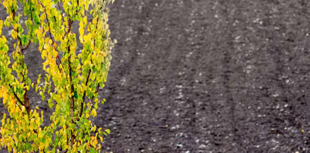 Tree with multicolored autumn leaves on the background of plowed land, copy spaceの写真素材