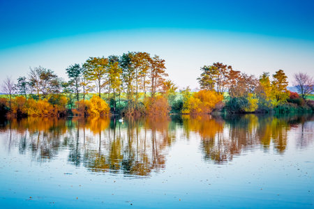 A lone white swan floats along a river that reflects multicolored autumn trees. Autumn landscape...