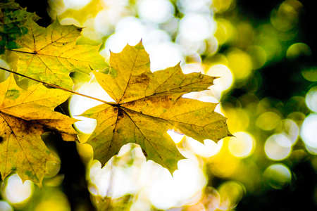 Yellow leaves of maple on the background of dark trees in the forest in sunny weatherの写真素材