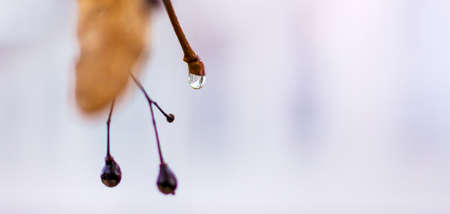 A drop of rain on a branch of a tree on a blurry background. Copy spaceの写真素材