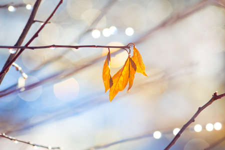 Yellow autumn leaves with dew drops on the branches in sunny weatherの写真素材