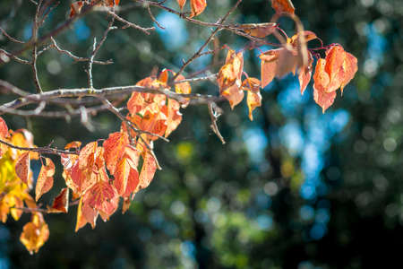 Branch with bright orange and red autumn leaves on a dark background in sunny weatherの写真素材
